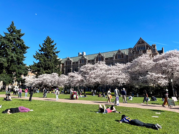 写真4 ワシントン大学 (The Quad)の桜 (3月中旬)